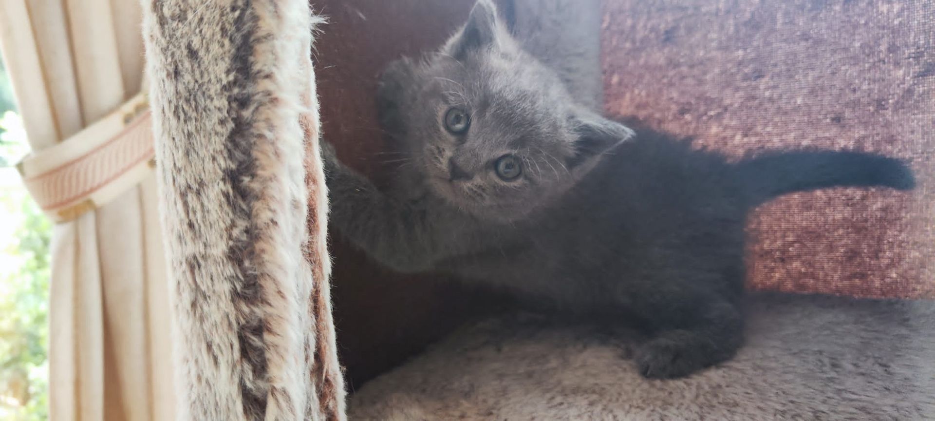 Britisch Kurzhaar Kitten abzugeben BKH blau/grau