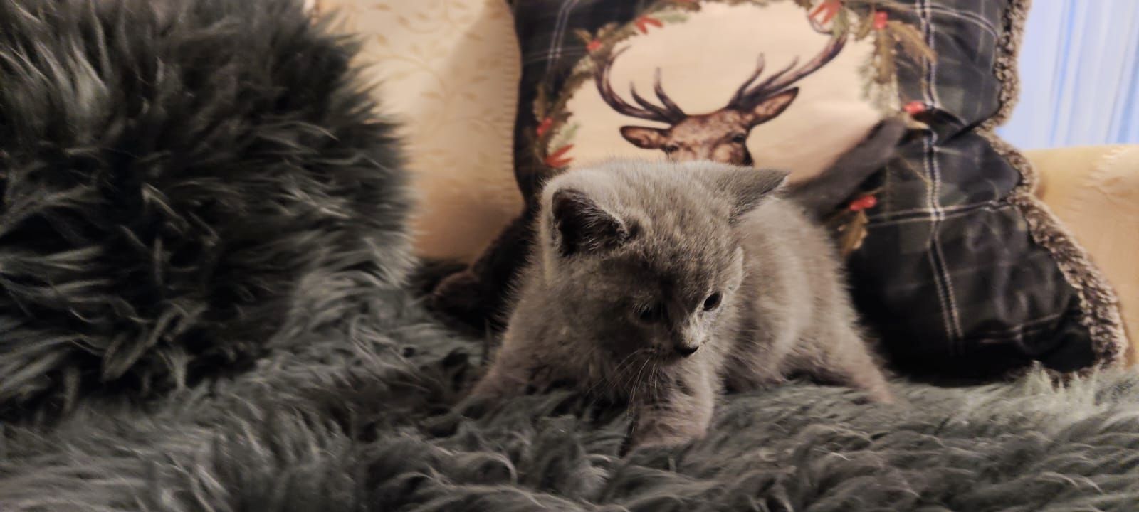 Britisch Kurzhaar Kitten abzugeben BKH blau/grau