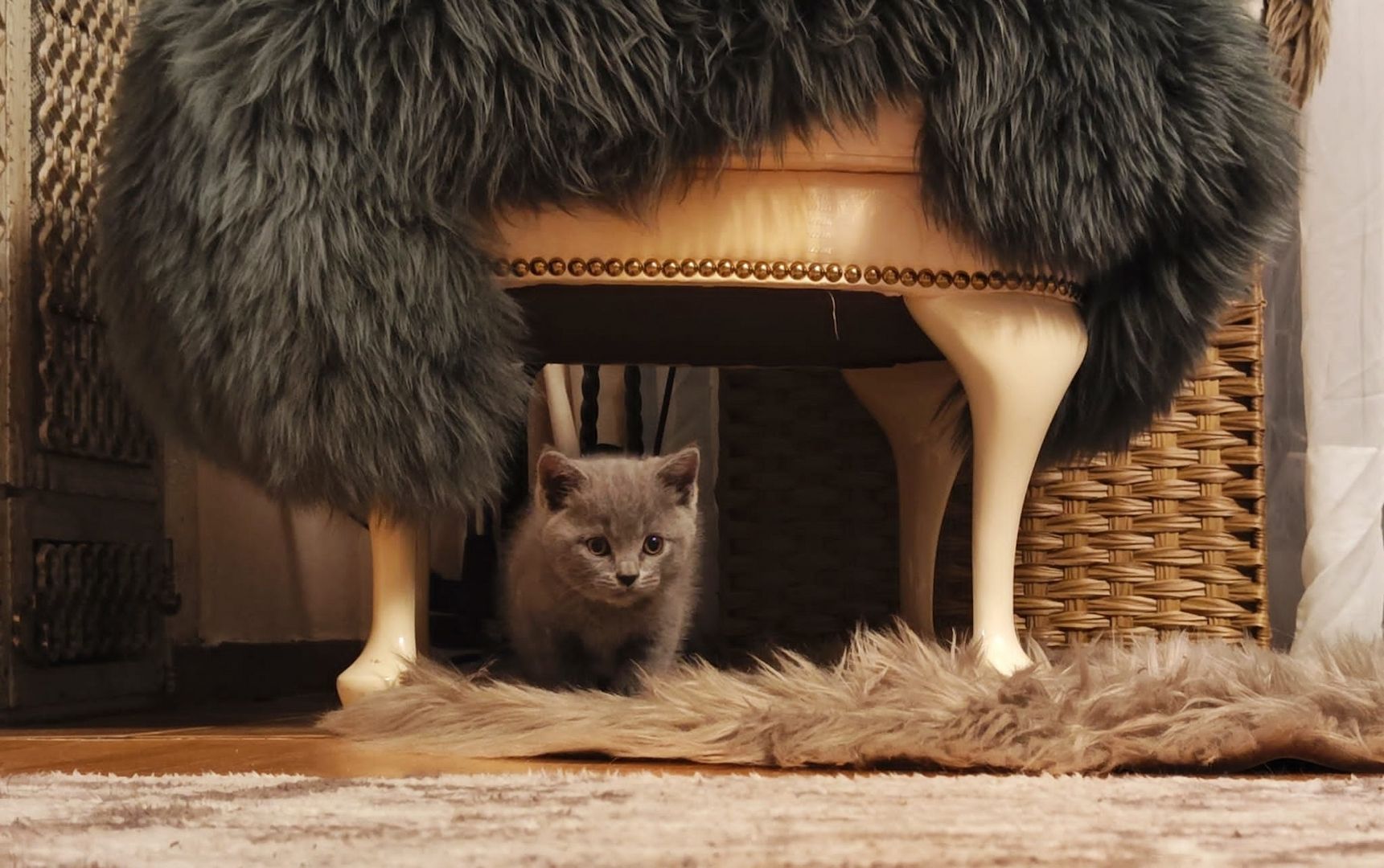 Britisch Kurzhaar Kitten abzugeben BKH blau/grau