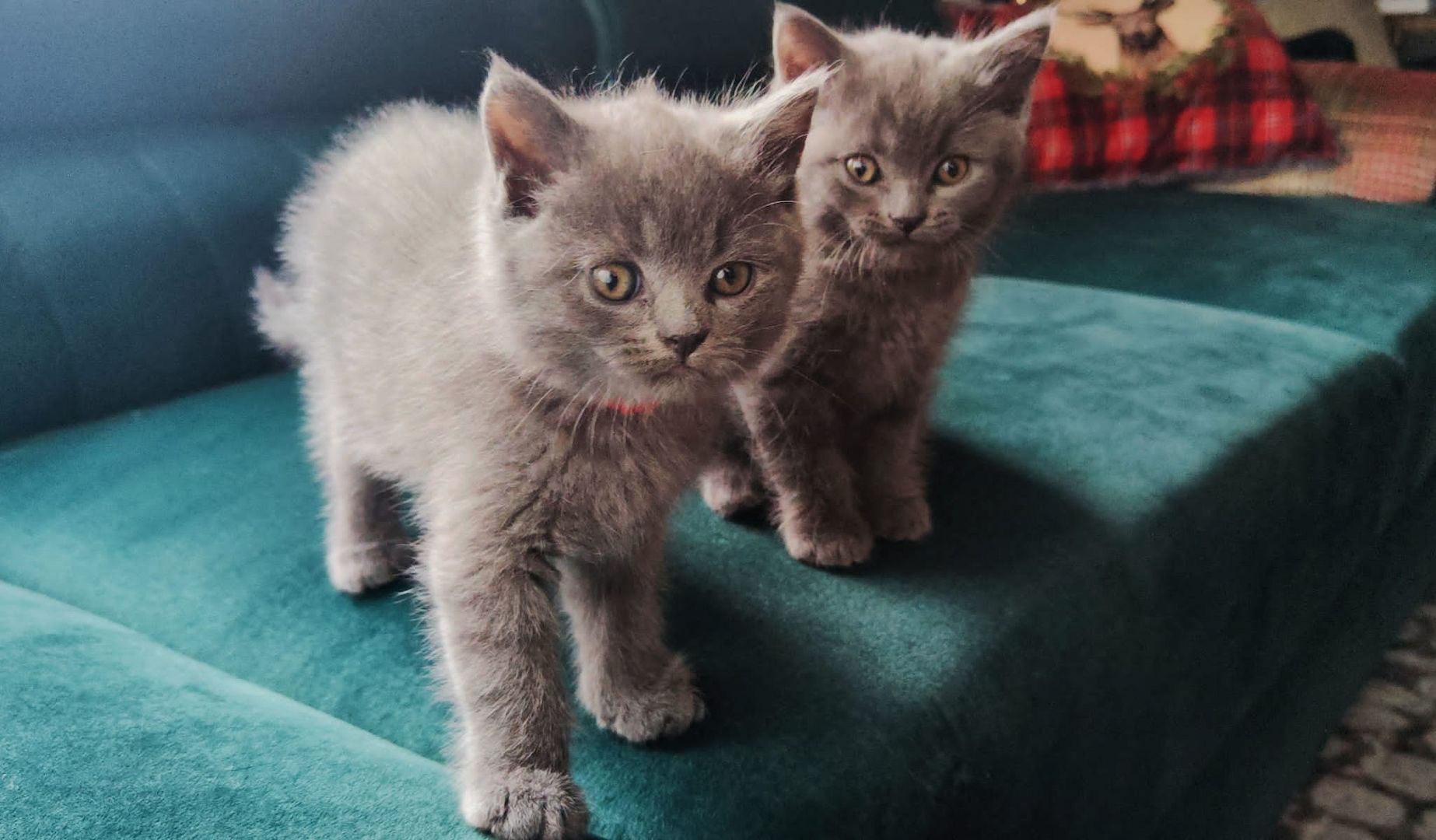 Britisch Kurzhaar Kitten abzugeben BKH blau/grau