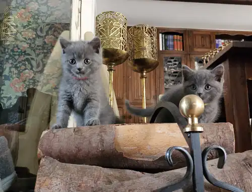 Britisch Kurzhaar Kitten abzugeben BKH blau/grau