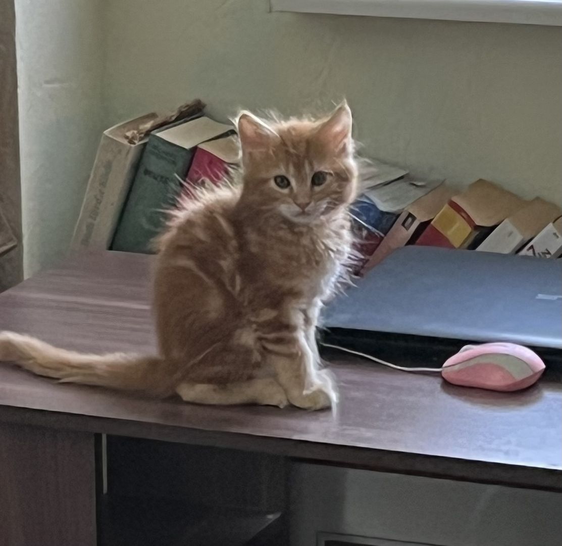 Maine Coon/sibirische Waldkatze-Kitten
