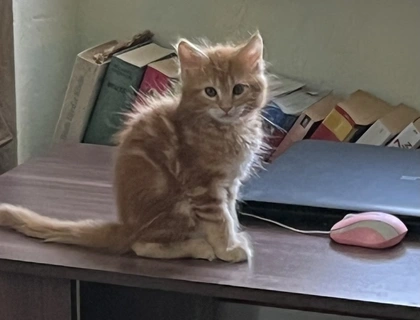 Maine Coon/sibirische Waldkatze-Kitten