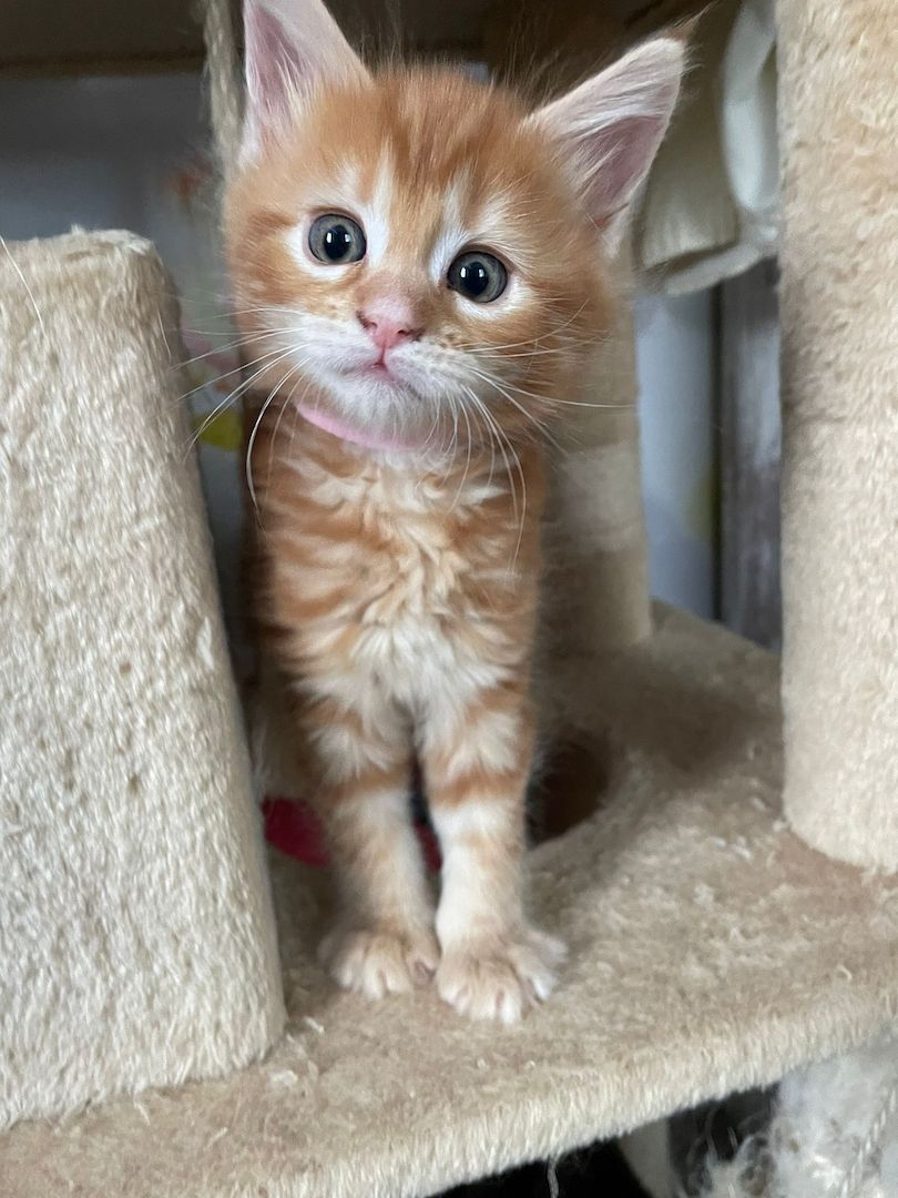 Maine Coon/sibirische Waldkatze-Kitten