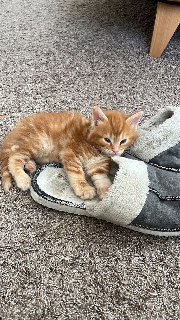 Maine Coon/sibirische Waldkatze-Kitten