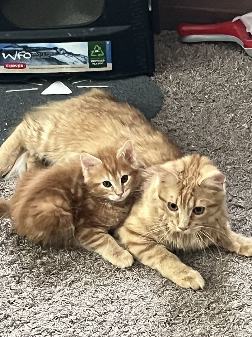 Maine Coon/sibirische Waldkatze-Kitten