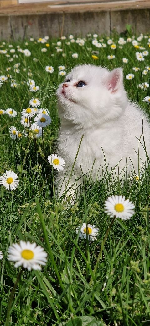 Entzückende Bkh silver shaded Babys