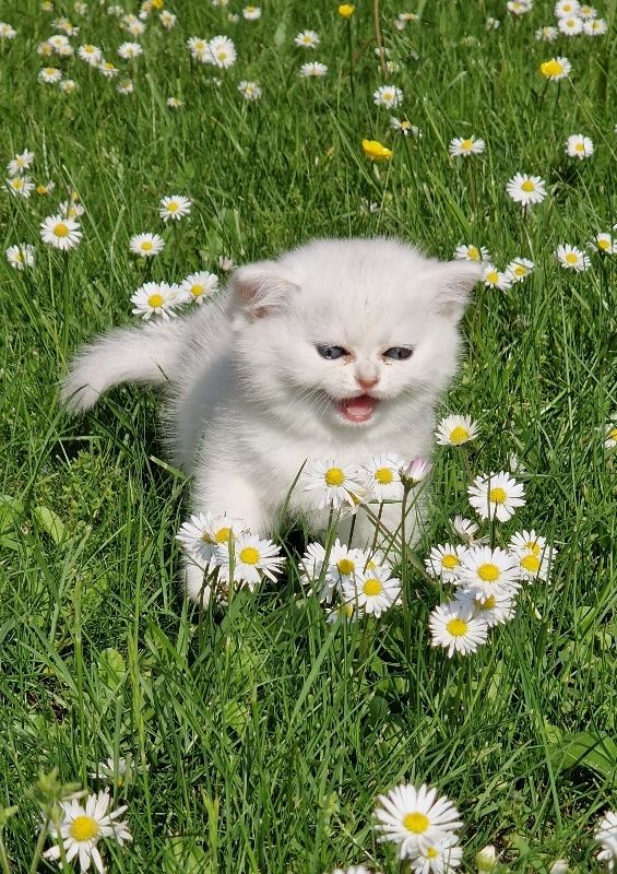 Entzückende Bkh silver shaded Babys