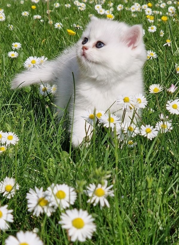 Entzückende Bkh silver shaded Babys