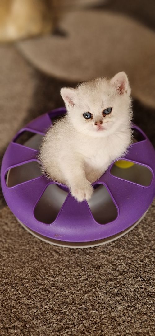 Entzückende Bkh silver shaded Babys