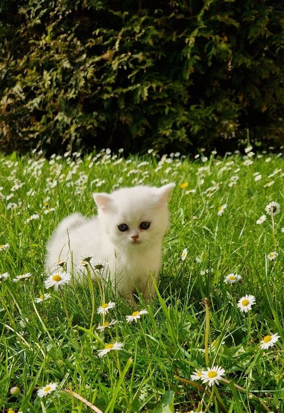 Entzückende Bkh silver shaded Babys