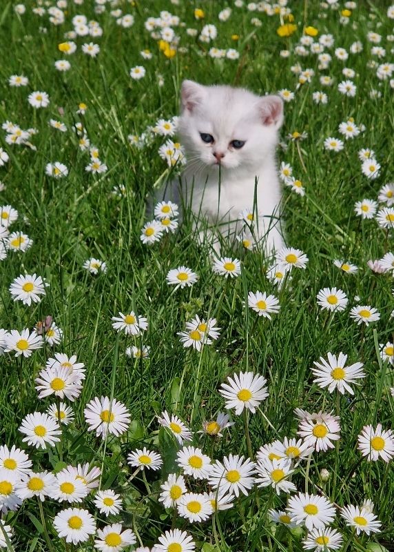 Entzückende Bkh silver shaded Babys