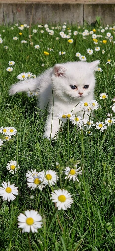 Entzückende Bkh silver shaded Babys