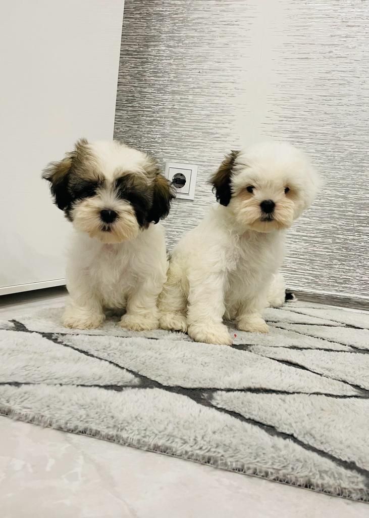 Shih-tzu