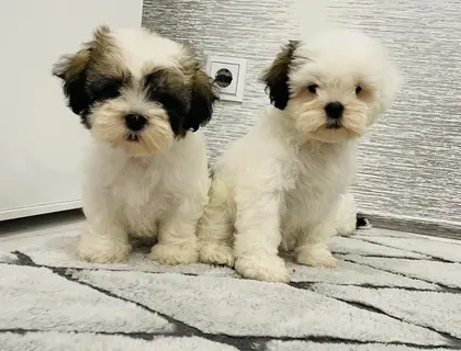 Shih-tzu