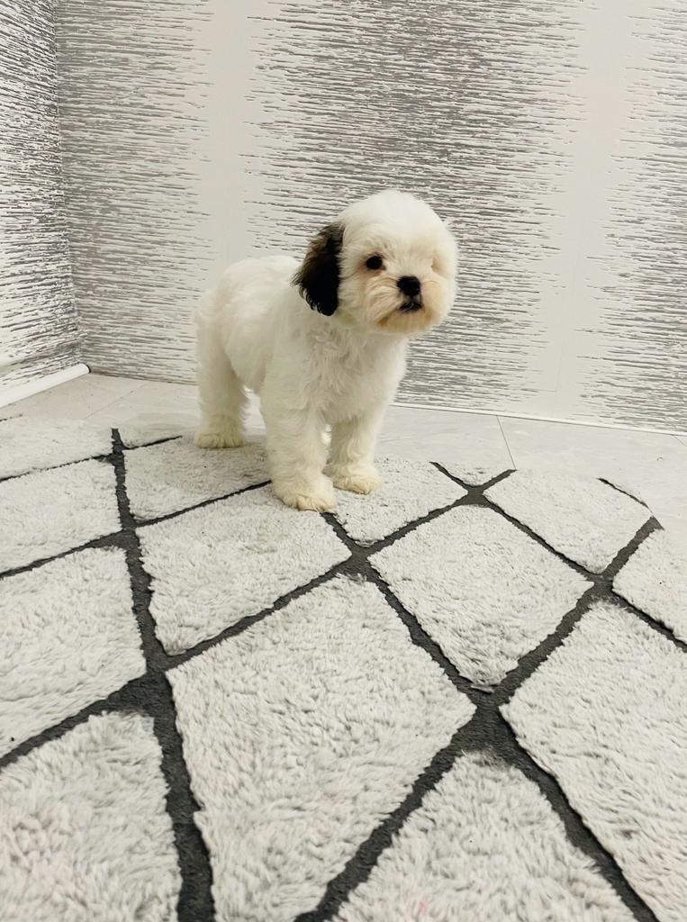 Shih-tzu