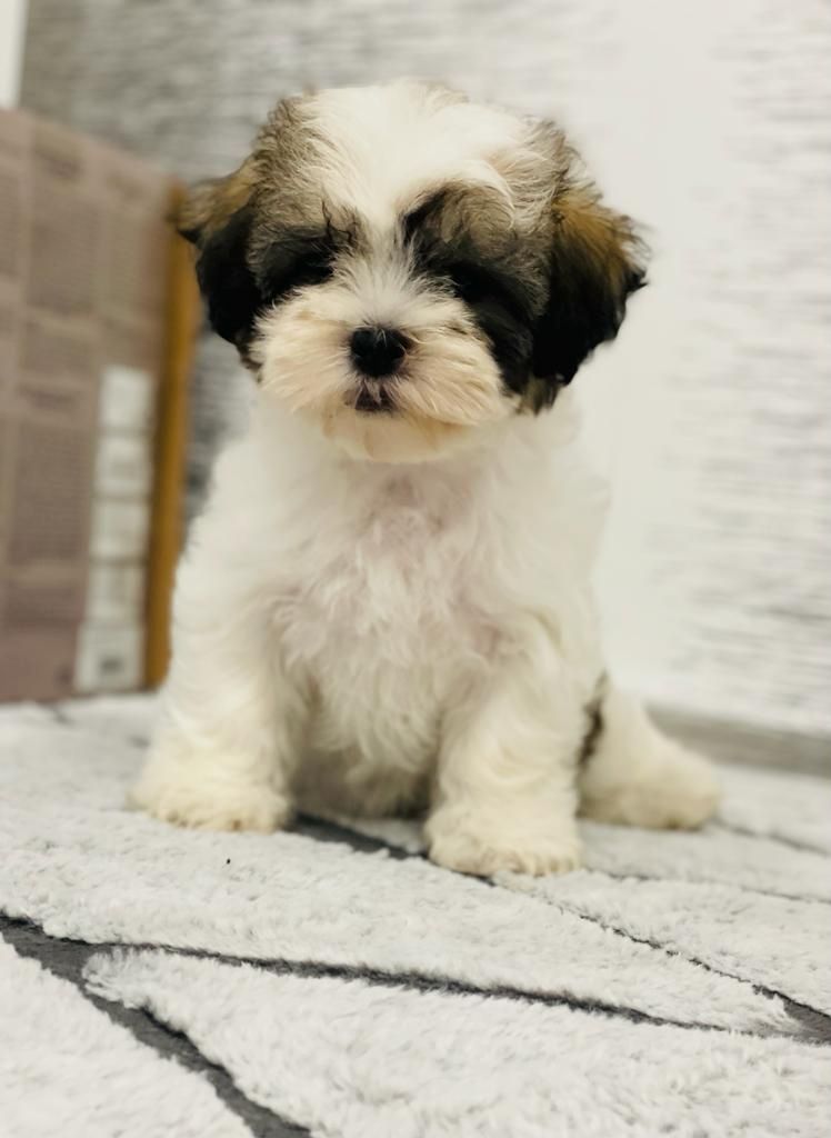 Shih-tzu