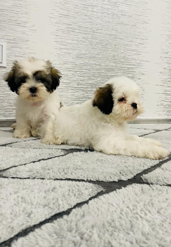 Shih-tzu