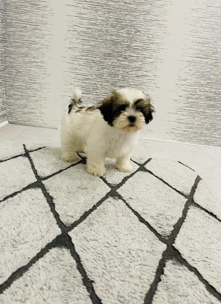 Shih-tzu