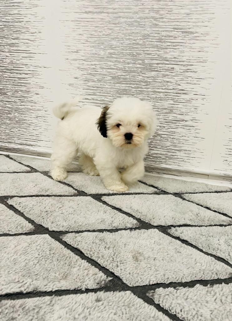 Shih-tzu