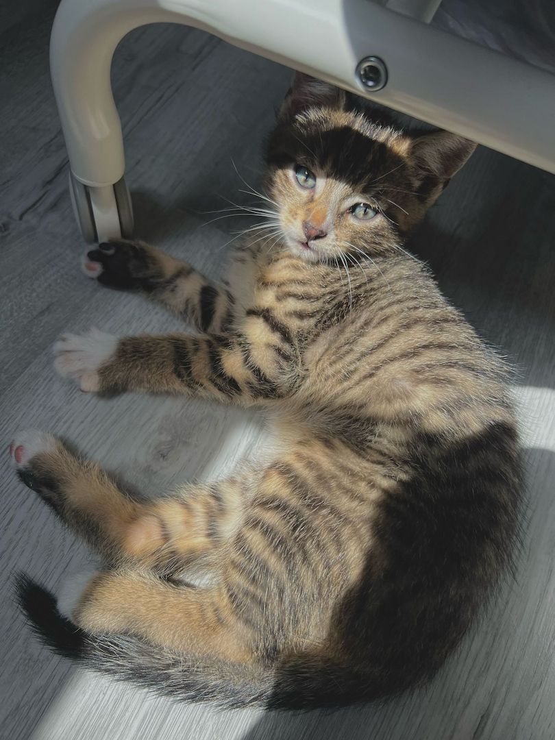 Süße Kater Süße Kater