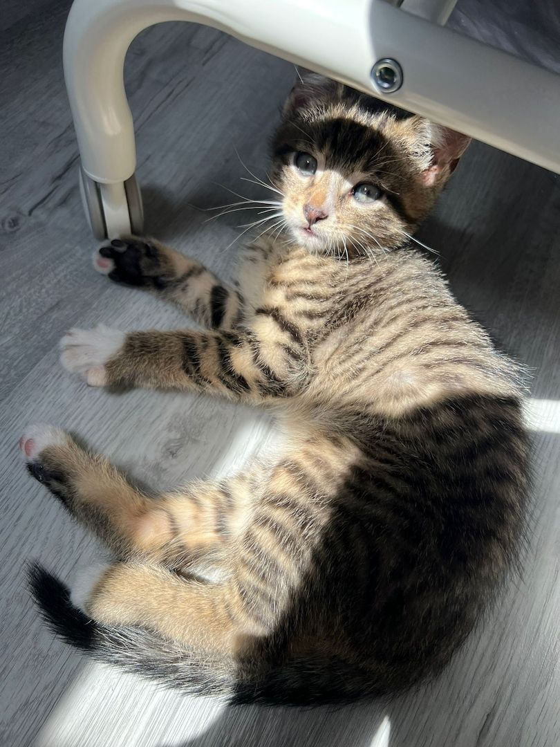 Süße Kater Süße Kater