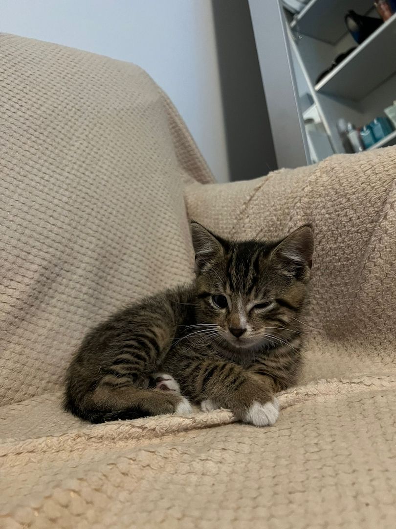 Süße Kater Süße Kater
