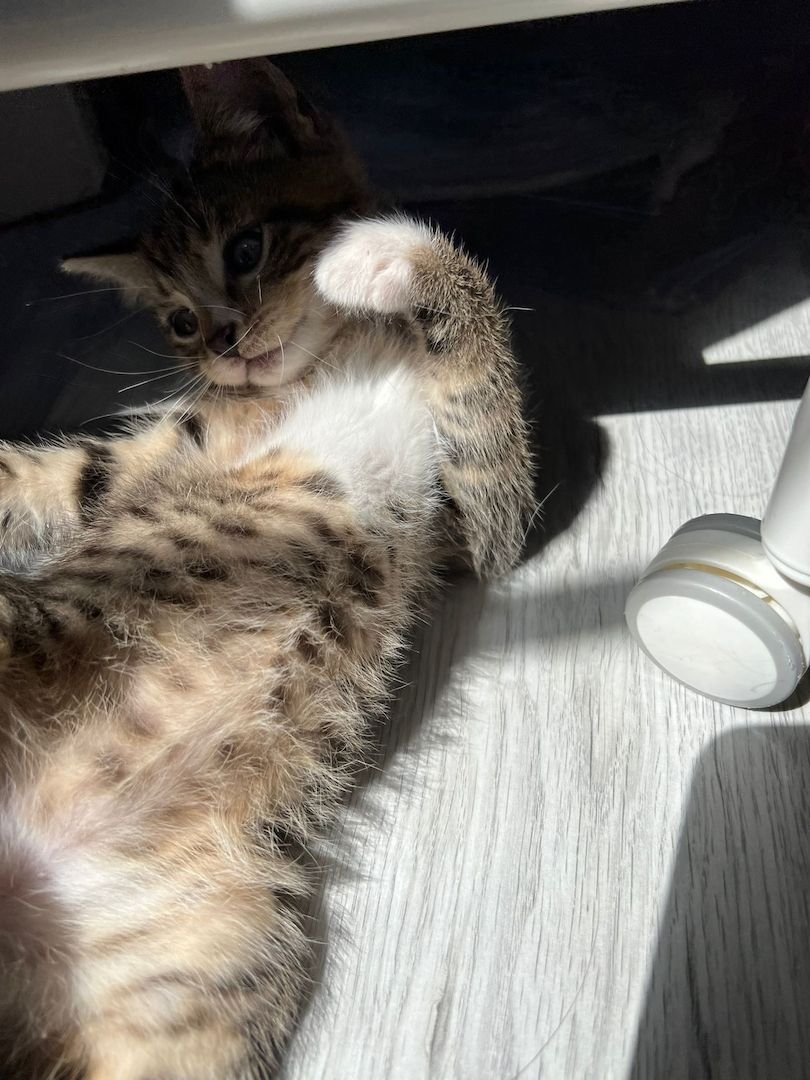Süße Kater Süße Kater