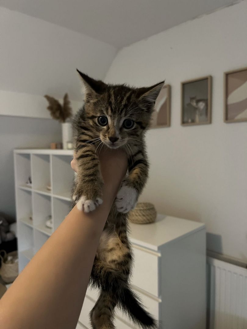 Süße Kater Süße Kater