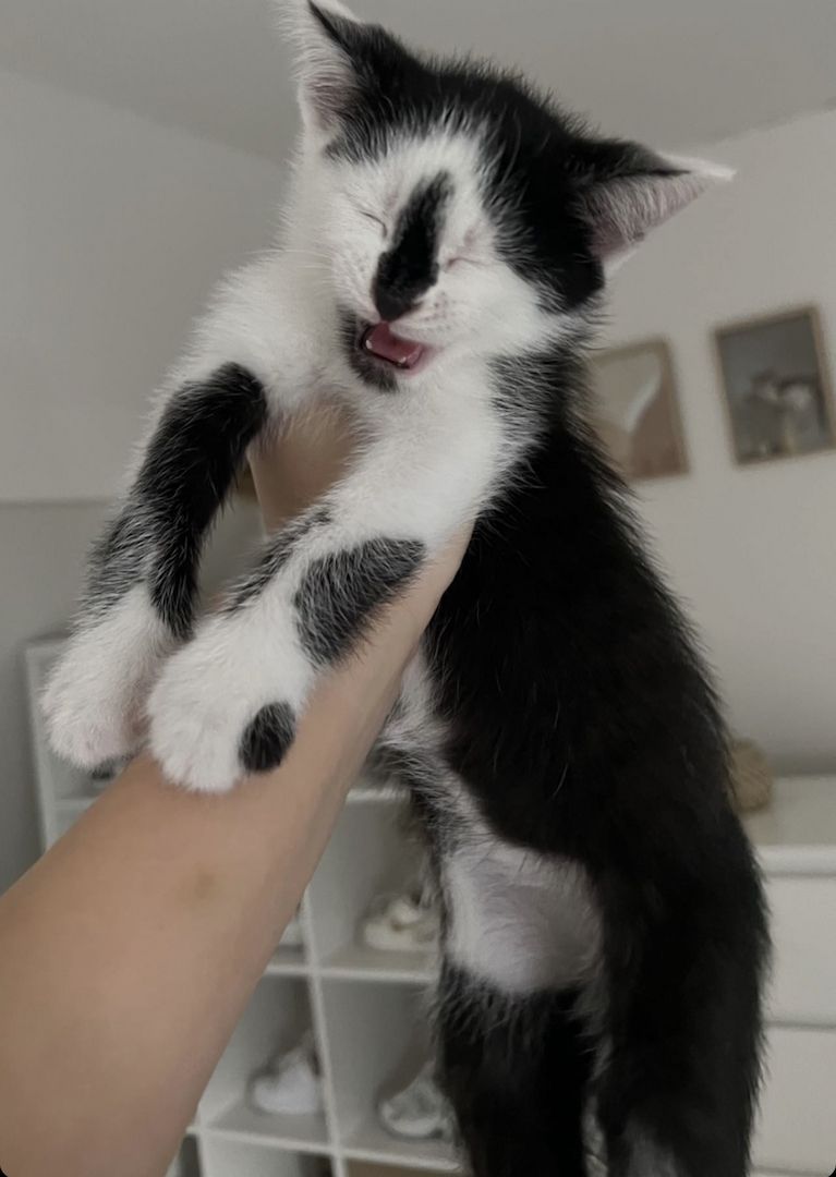 Tonkanese Birma mix Kitten