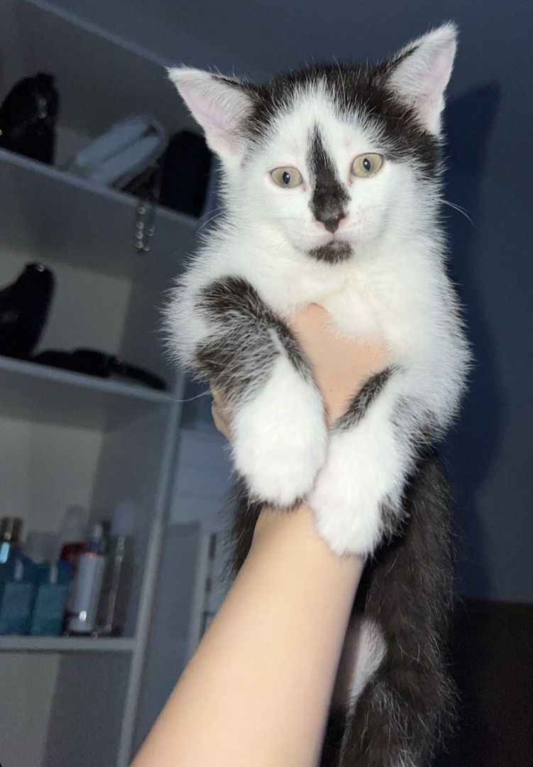 Tonkanese Birma mix Kitten