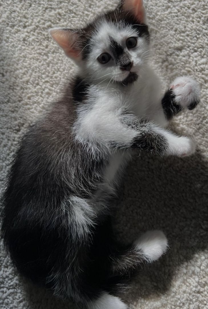 Tonkanese Birma mix Kitten