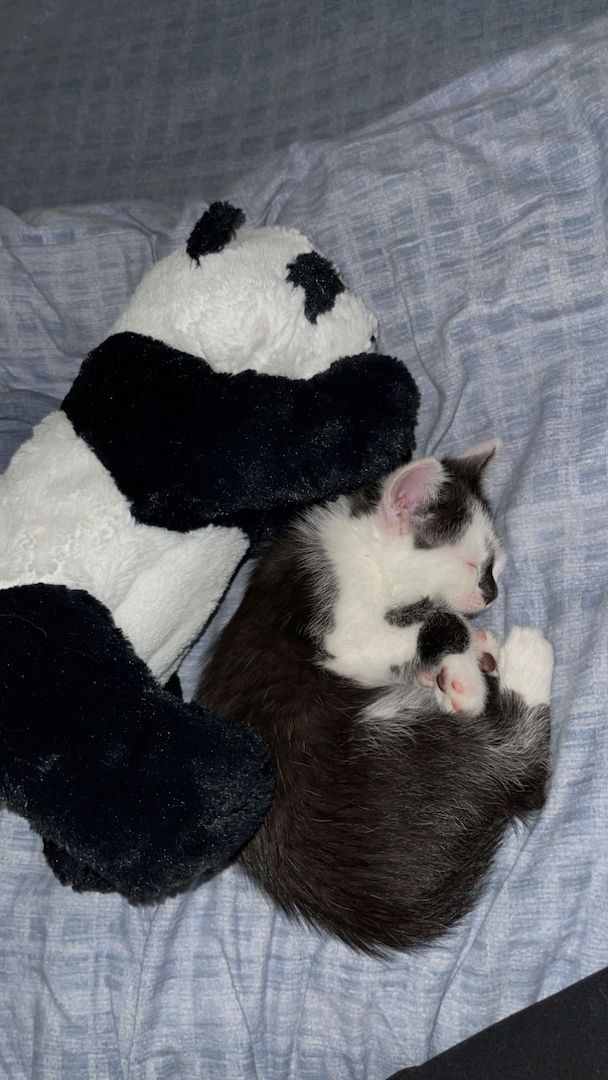 Tonkanese Birma mix Kitten