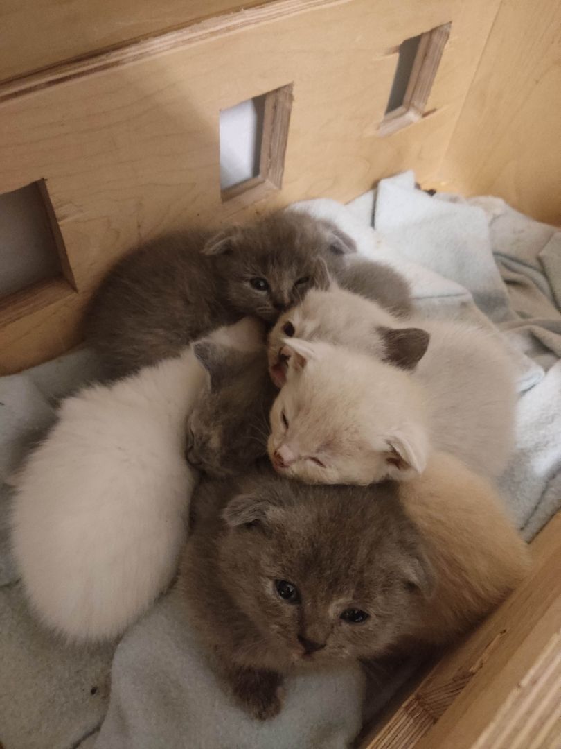 BKH Kitten BKH Kitten