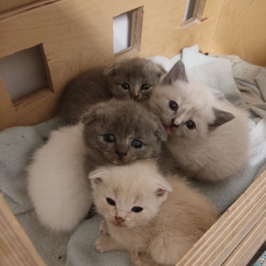 BKH Kitten BKH Kitten