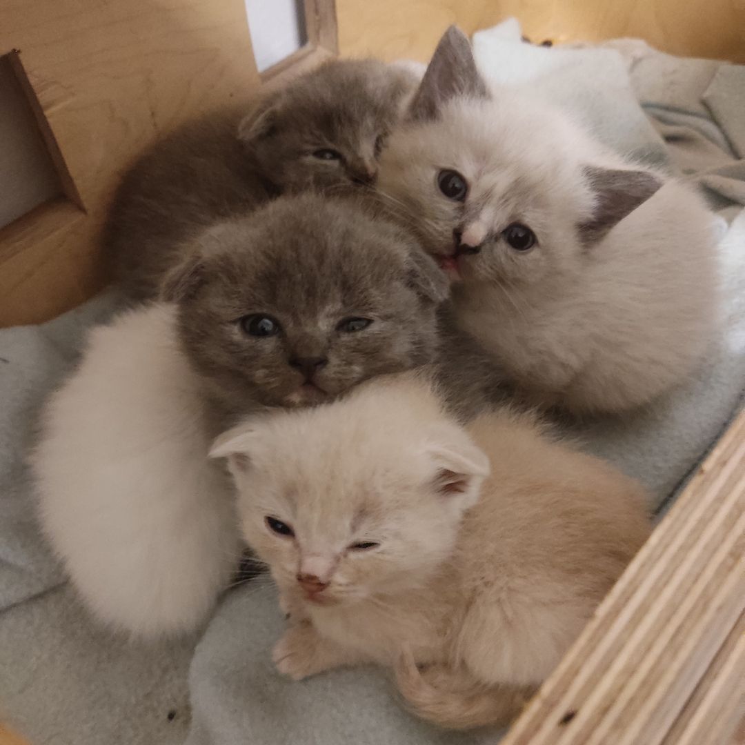 BKH Kitten BKH Kitten