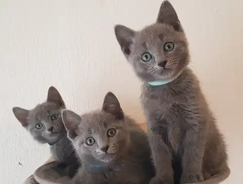 zauberhafte rusisch blau kätzchen aus hobbyzucht