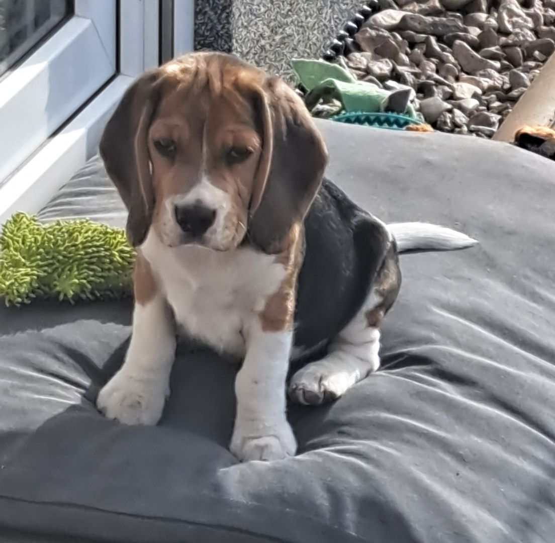 Beaglewelpe Rüde tricolor