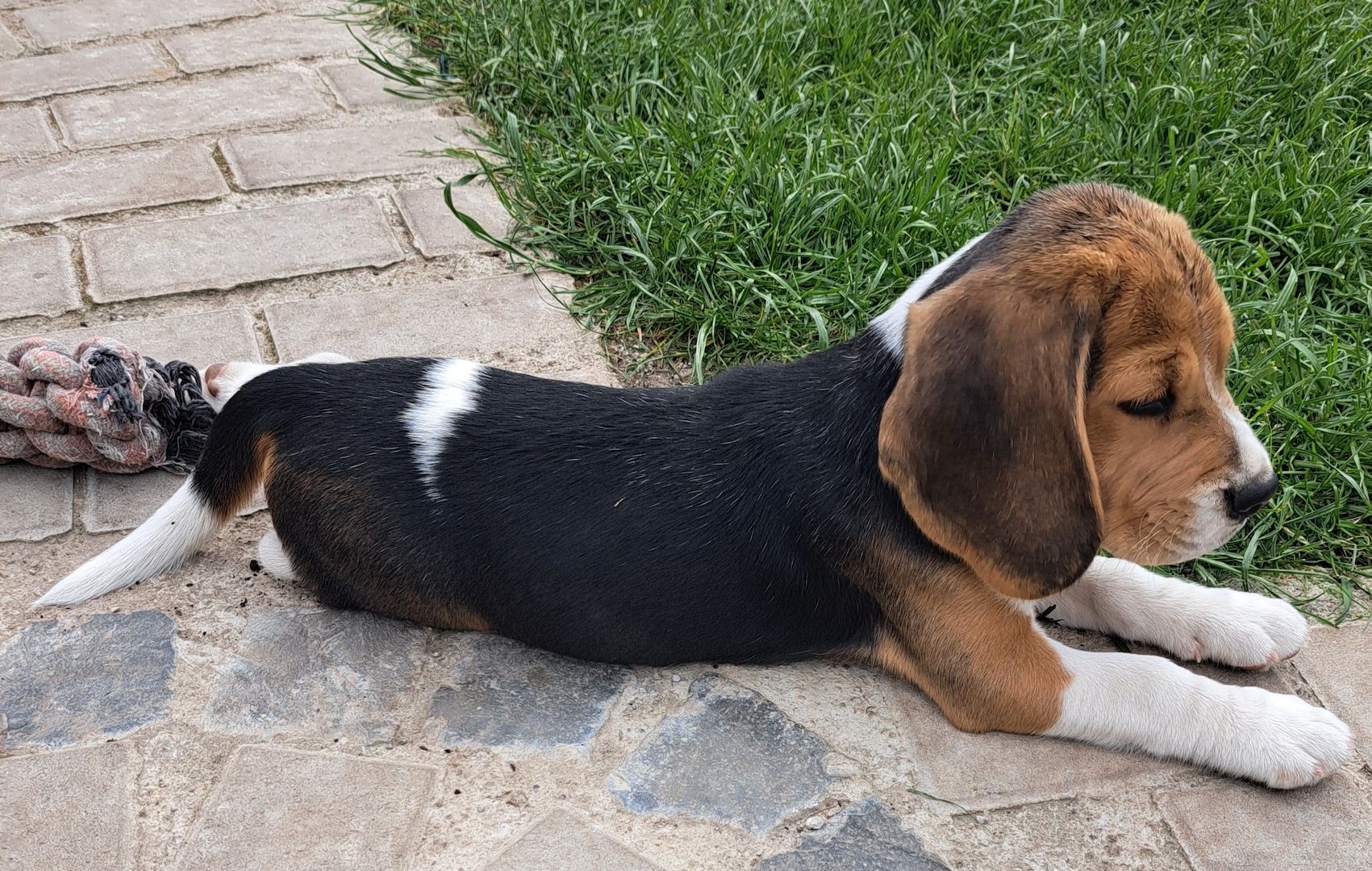 Beaglewelpe Rüde tricolor