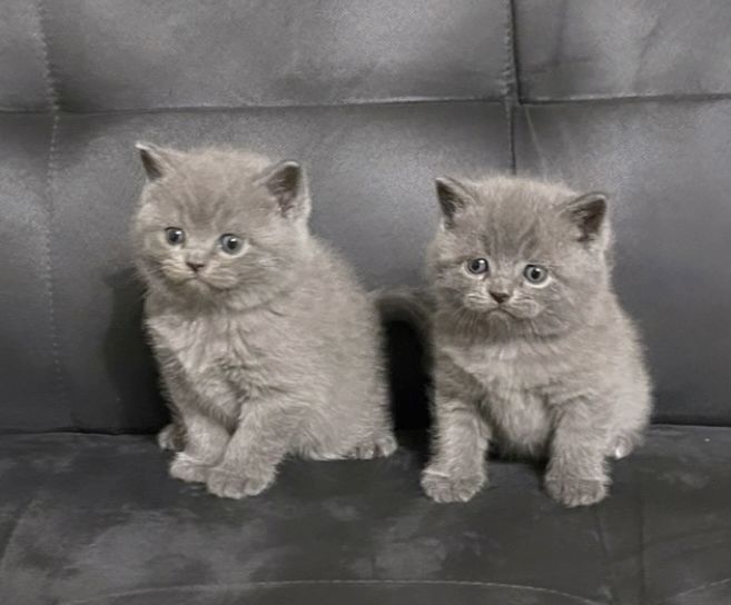 Bkh Kitten Blue abgabebereit 