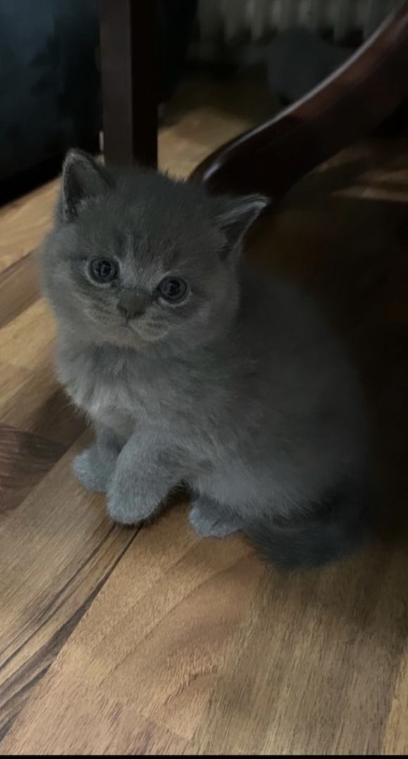 Bkh Kitten Blue abgabebereit 