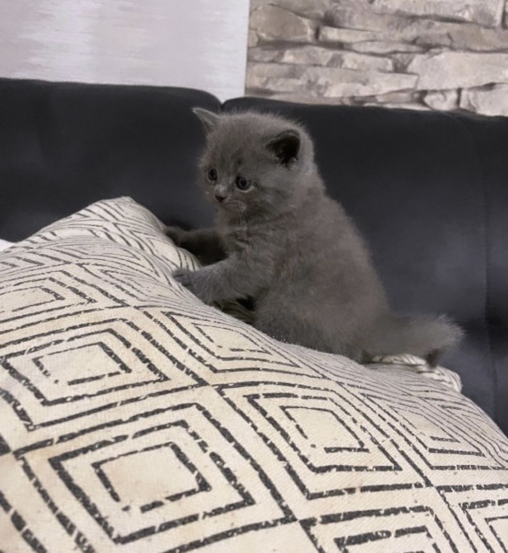 Bkh Kitten Blue abgabebereit 