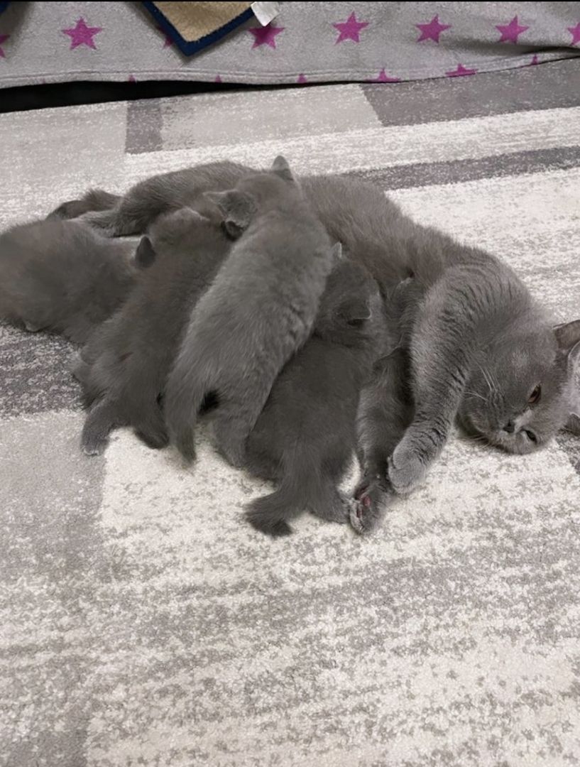 Bkh Kitten Blue abgabebereit 