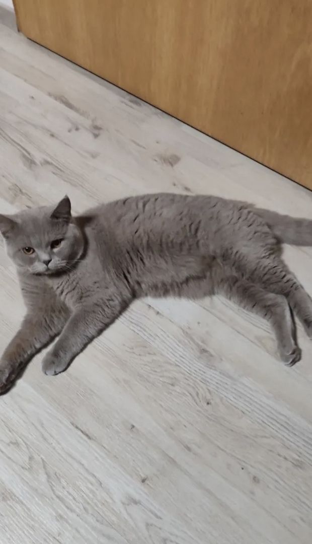 Bkh Kitten Blue abgabebereit 