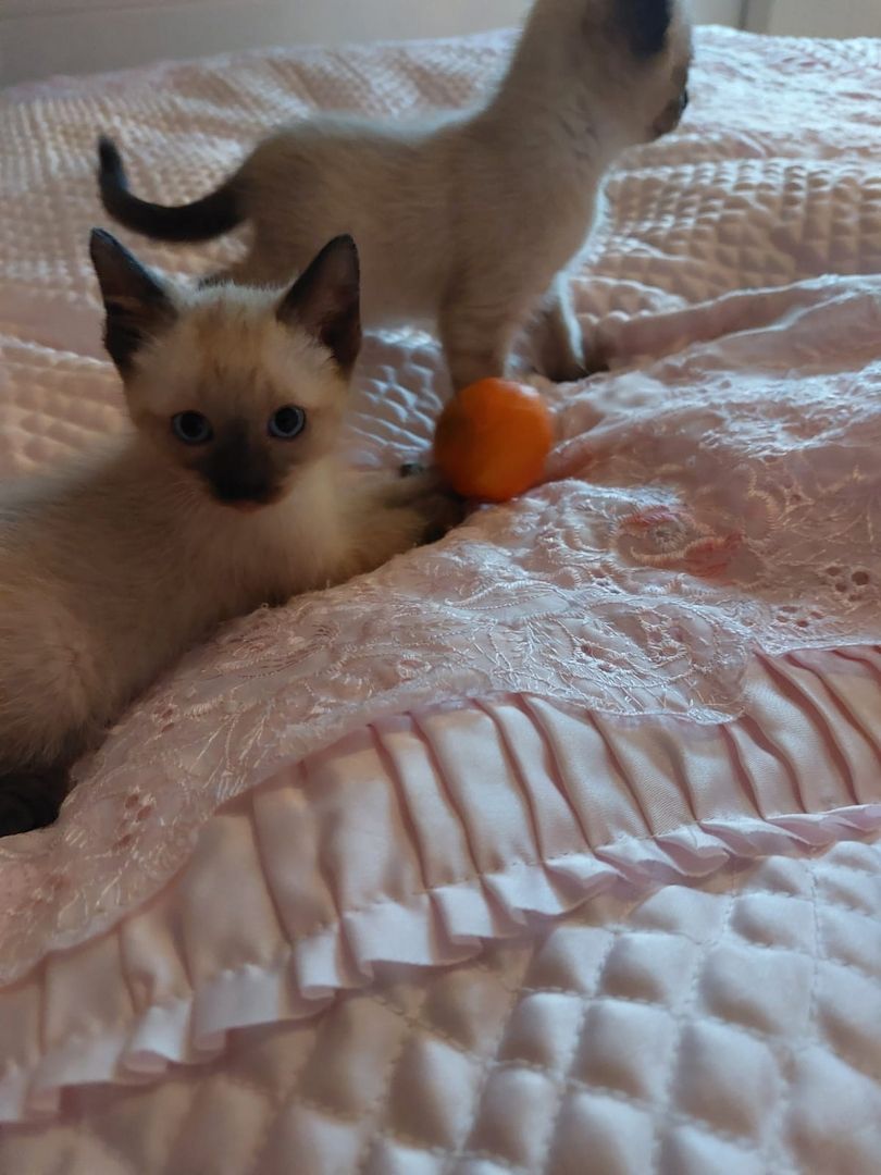 Perserkatzenbabys, perserkätzchen