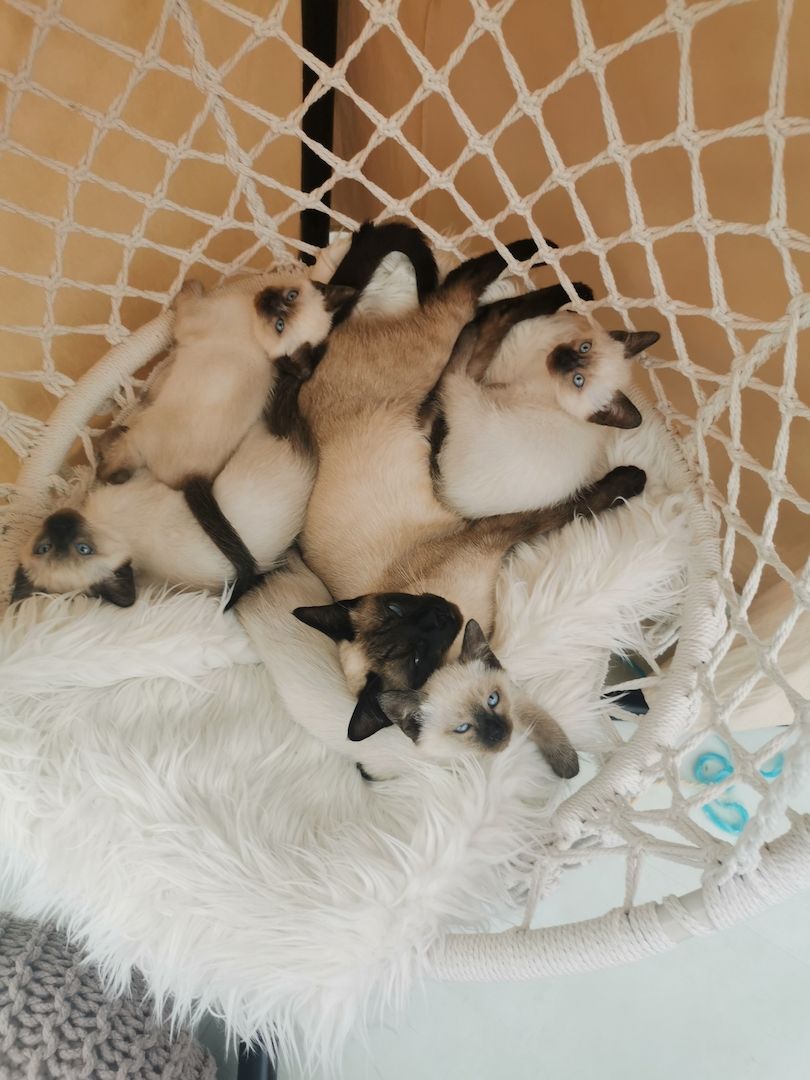 Siam Kitten reinrassig