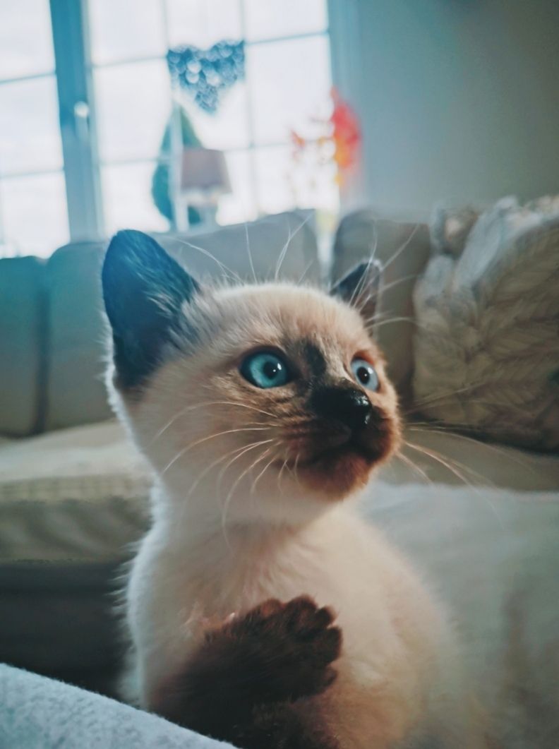 Siam Kitten reinrassig