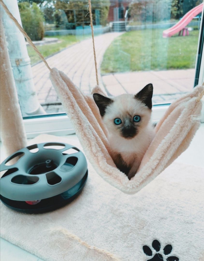 Siam Kitten reinrassig
