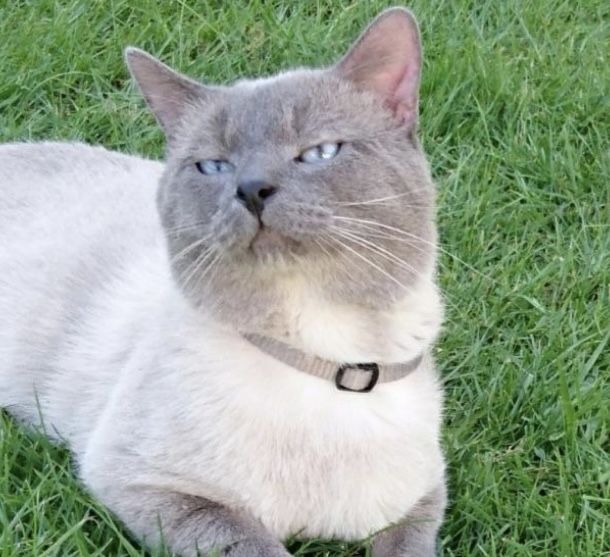 Siam Kitten reinrassig