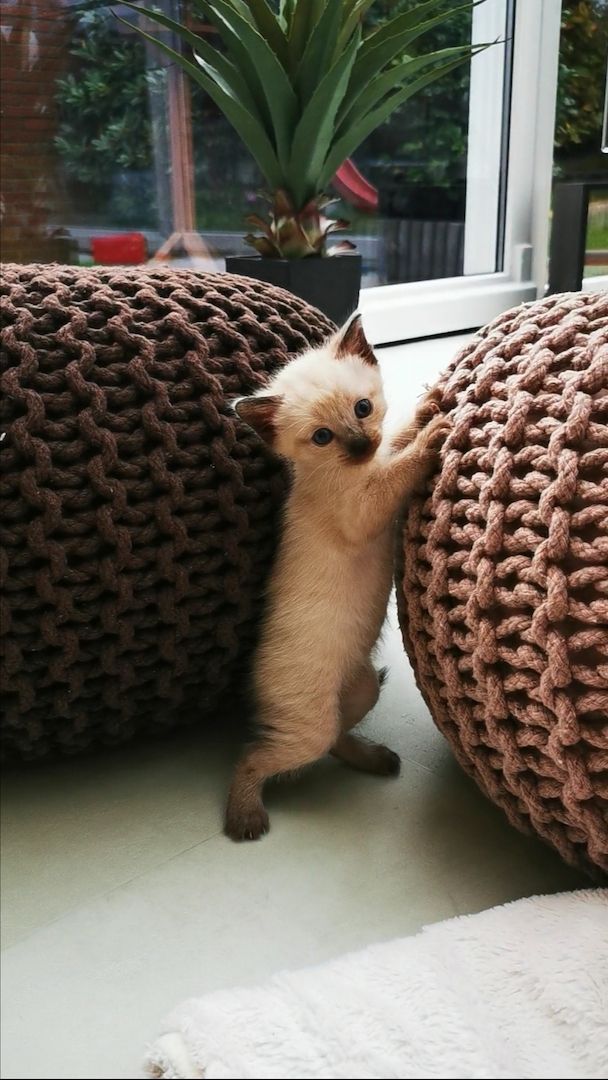 Siam Kitten reinrassig